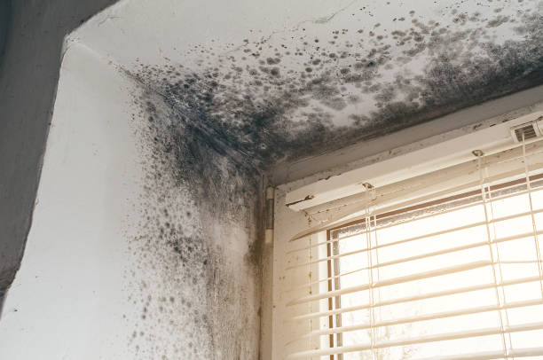 Affordable Mold Inspection And Testing solutions in Mesa, AZ